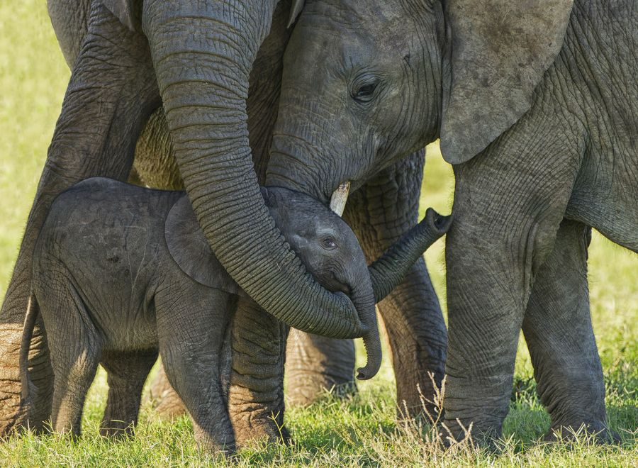 imagem de elefantes